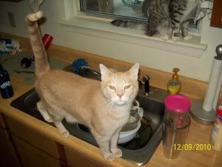 http://i196.photobucket.com/albums/aa101/janblount/100_0478.jpg