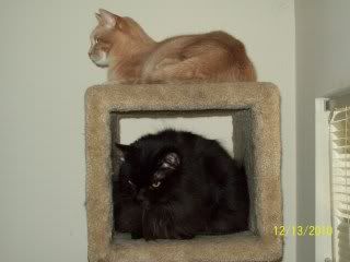 http://i196.photobucket.com/albums/aa101/janblount/100_0492.jpg