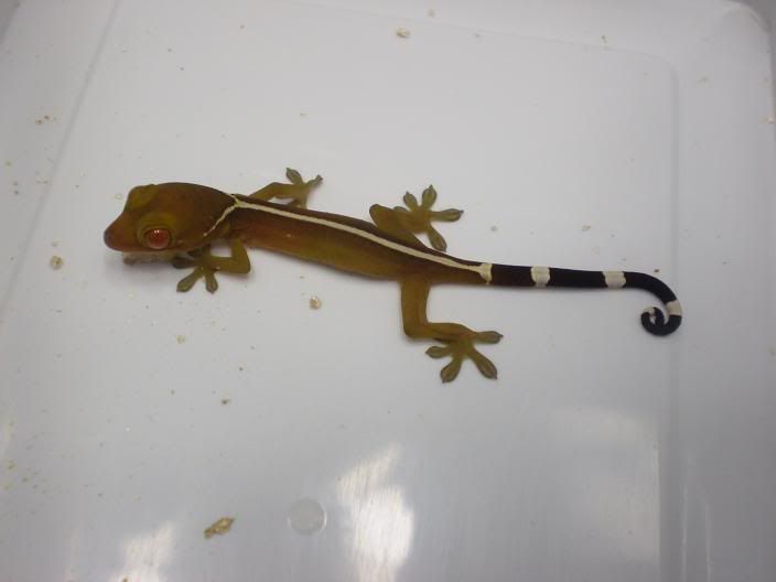 vittatus03.jpg