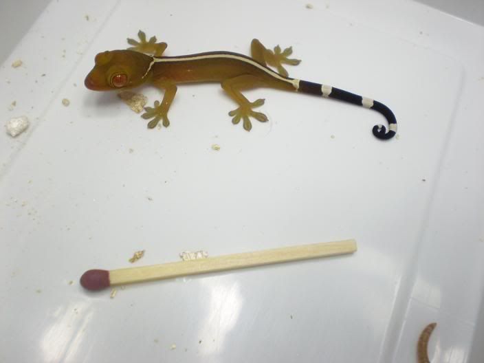 vittatus05.jpg