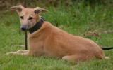 lurchershow079.jpg