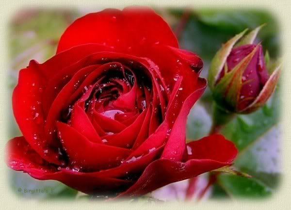 rosas rojas