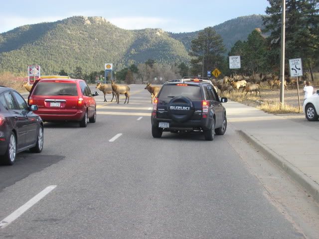 11 Elk crossingroad 1