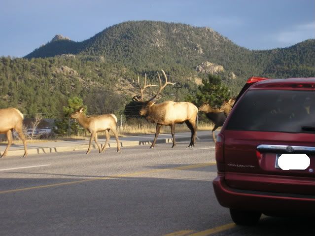 12 Elk crossing road 2