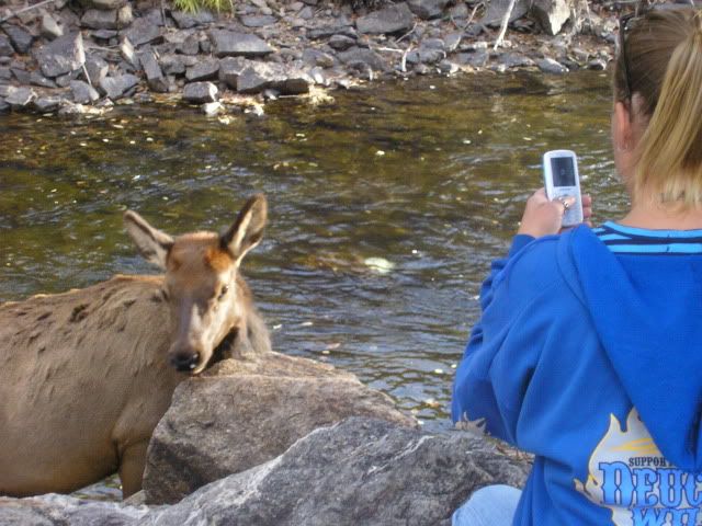 8 Elk being photographed