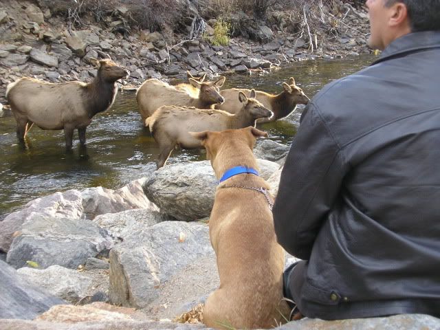 9 Dog watching elk