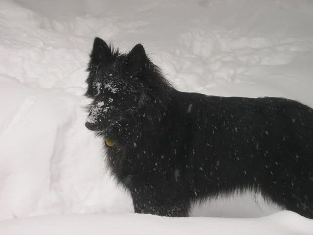 Misty in Snow