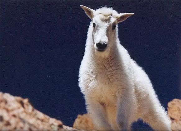 Mountain Goat Durango