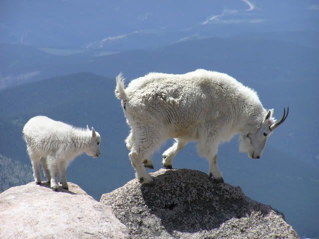 Mountain Goat Mt Evans 2