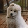 SAMOYED! Pictures, Images and Photos