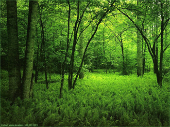 nature.png nature image by Sylar_bruno