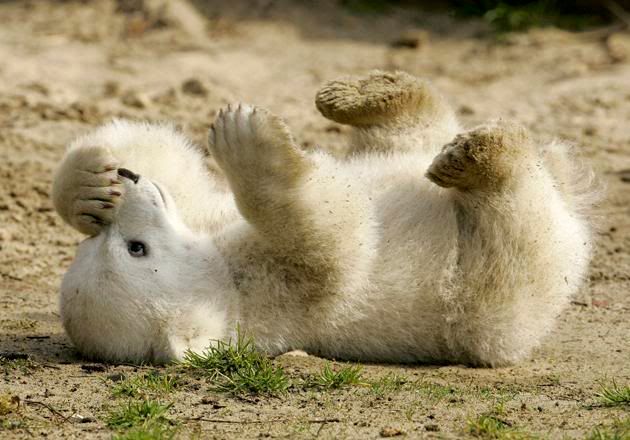 (((((((((((((( Bipolar Bear )))))))))))))