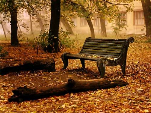 Fall graphic bench Pictures, Images and Photos