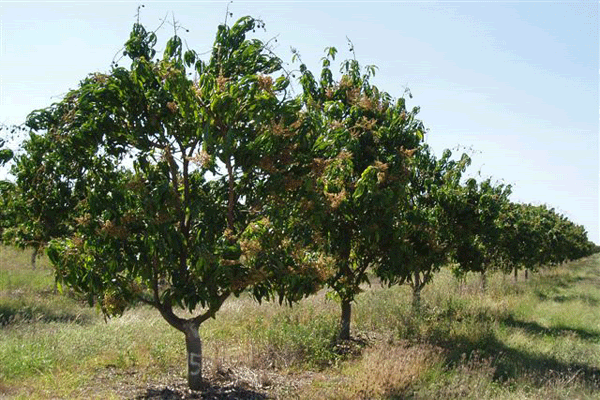 http://i196.photobucket.com/albums/aa144/michaeltomjim/R2E2-Mango-Trees-600x400.gif