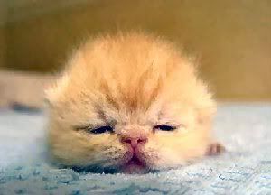 babykitty.jpg
