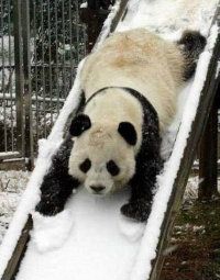 pandas1.jpg