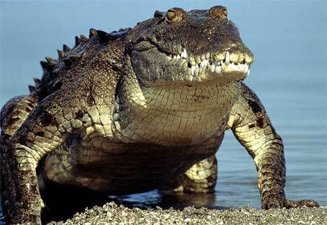 [Pilt: crocodile.jpg]