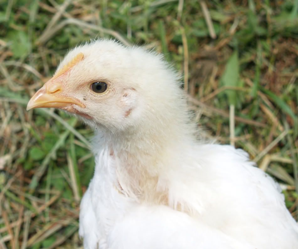 Leghorn Chicken Hen