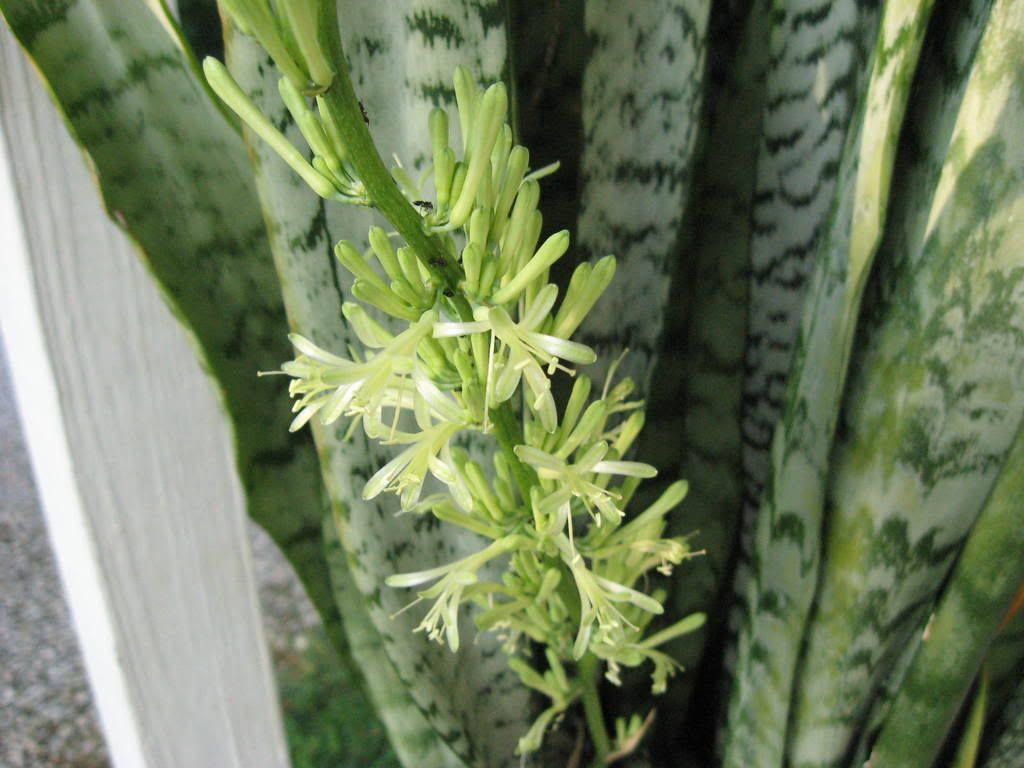 IMG_0938.jpg bloom on mother in law plant image by momfish42