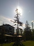 Slika