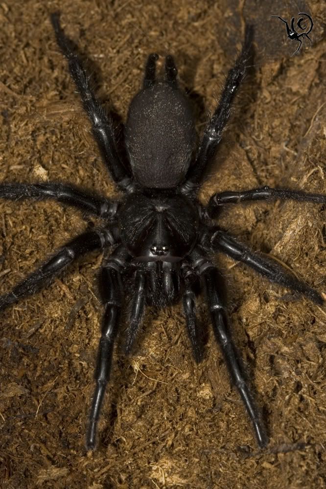 macrothelecalpeiana.jpg
