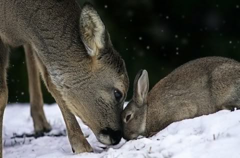 7xZ6JH.jpg cute animals image by julala77