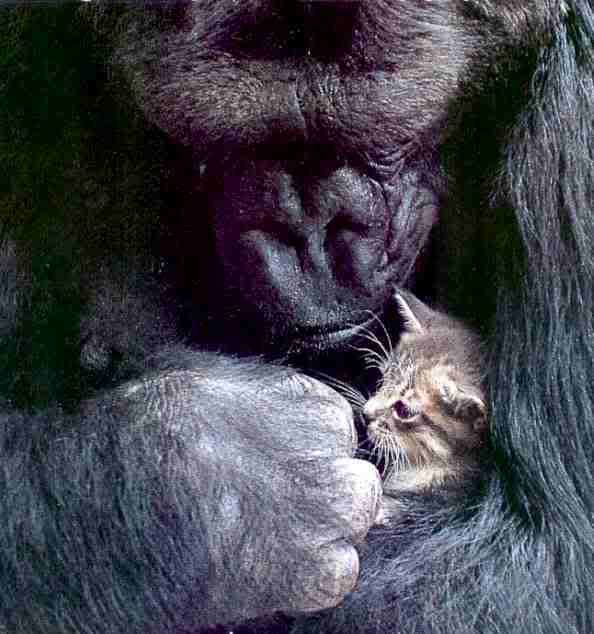 koko gorilla and tabby kitten