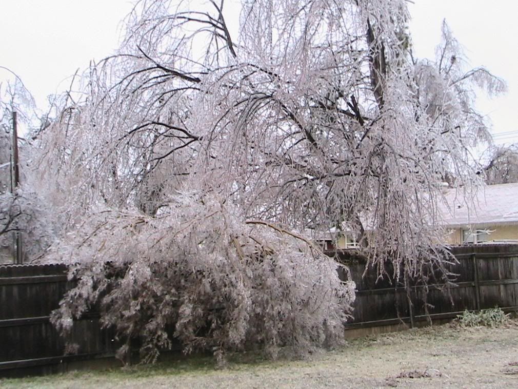 ice storms Pictures, Images and Photos