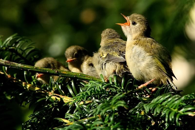 IMAGE: http://i196.photobucket.com/albums/aa20/CanonBob/Goldcrest_2w.jpg