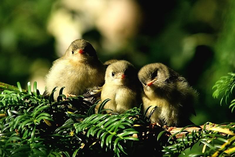 IMAGE: http://i196.photobucket.com/albums/aa20/CanonBob/Goldcrest_3w.jpg