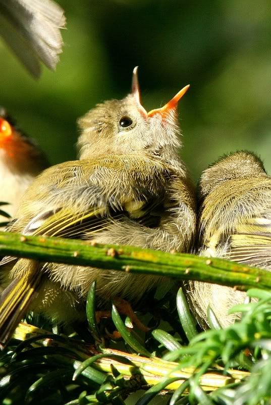 IMAGE: http://i196.photobucket.com/albums/aa20/CanonBob/Goldcrest_4w.jpg