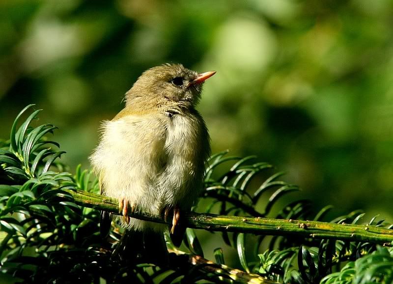 IMAGE: http://i196.photobucket.com/albums/aa20/CanonBob/Goldcrest_5w.jpg