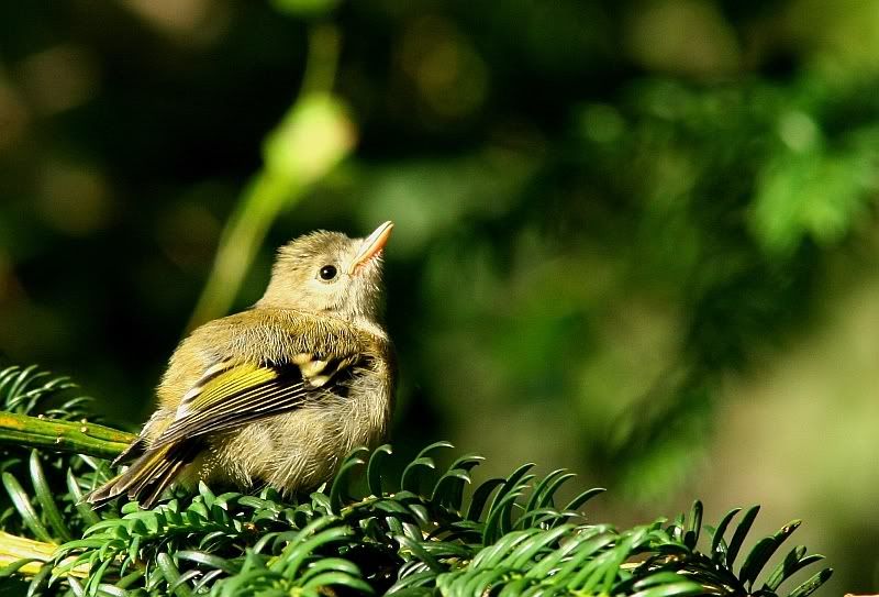 IMAGE: http://i196.photobucket.com/albums/aa20/CanonBob/Goldcrest_8w.jpg