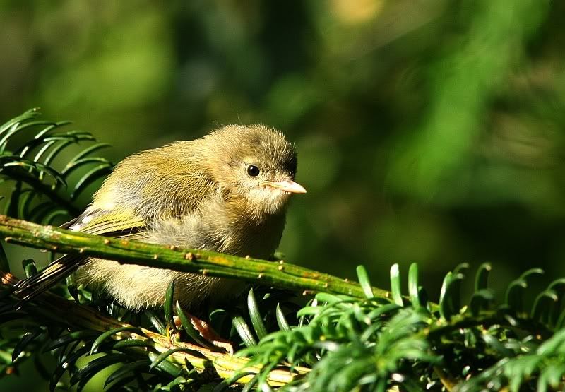 IMAGE: http://i196.photobucket.com/albums/aa20/CanonBob/Goldcrest_9w.jpg