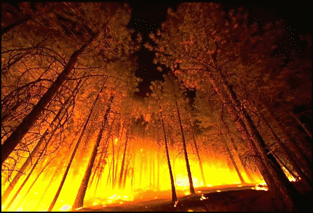 forest fire Pictures, Images and Photos