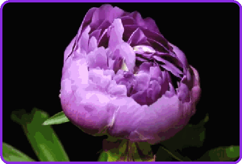 photo oie_rounded_corners.gif