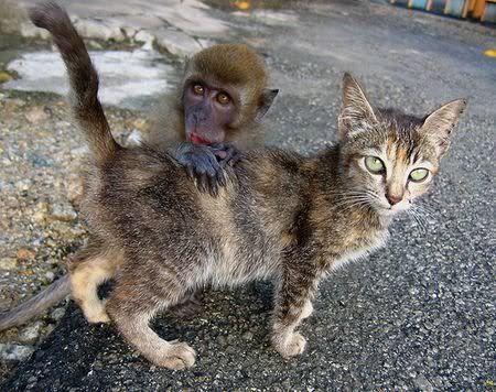 monkeyandcat.jpg
