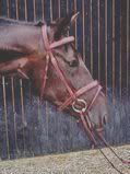 th1010416_full.jpg