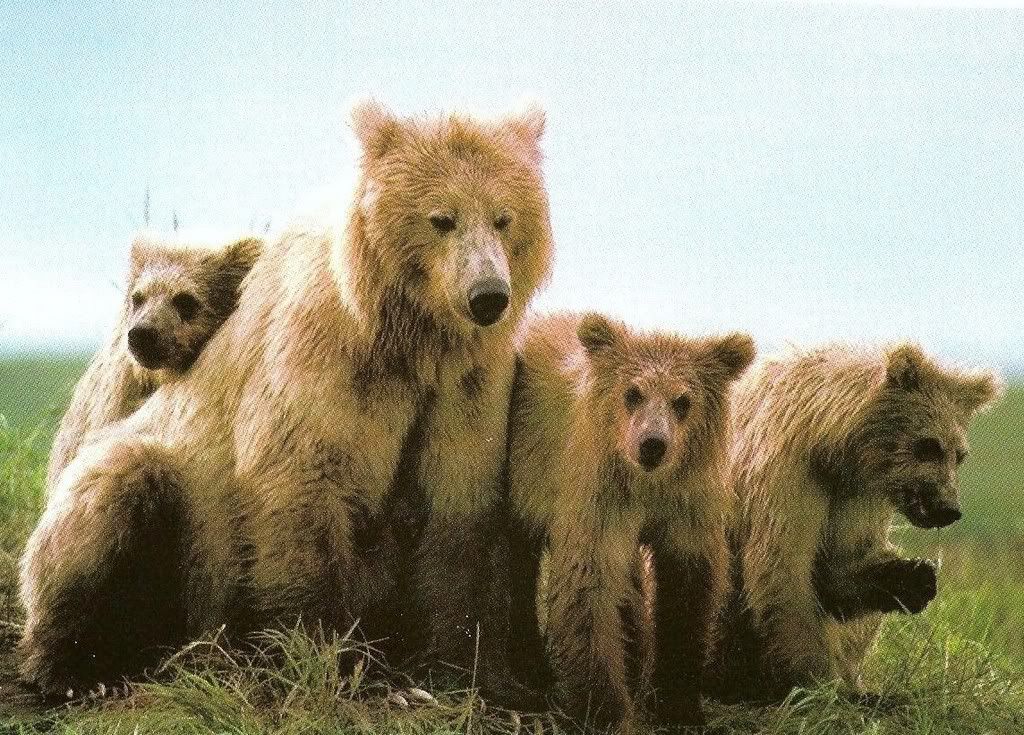 Bear Group