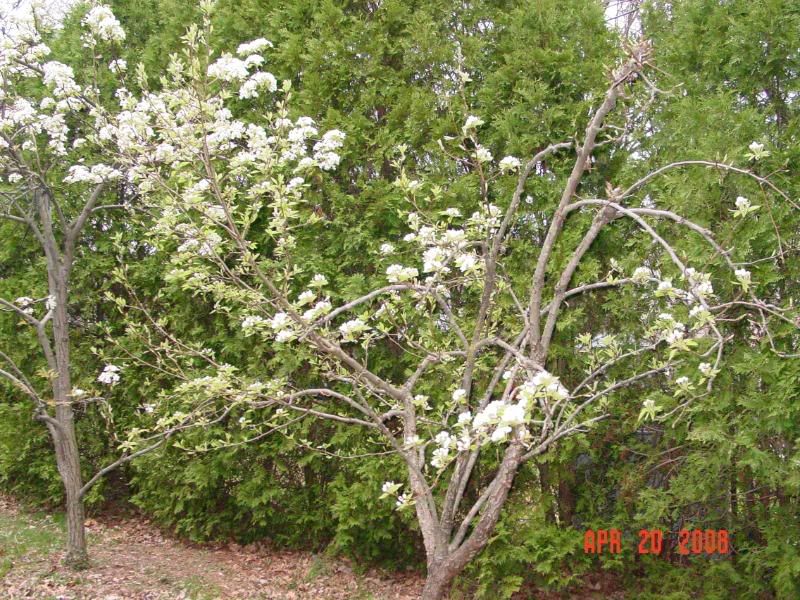 Bosc Pear Tree