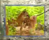 funny monkey videos. Monkeywithadeathwish.mp4 video