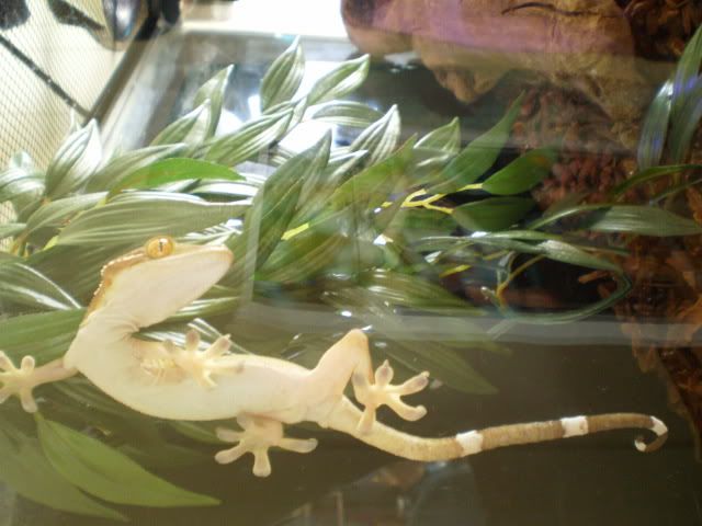 reptar.jpg