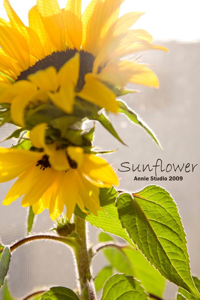sunflower,sun