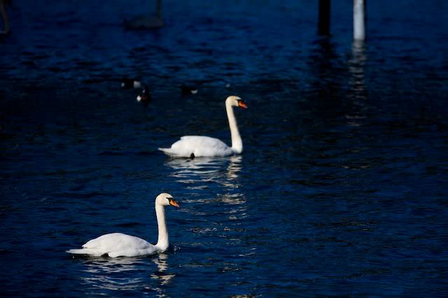 swan