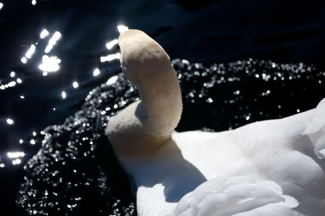 swan