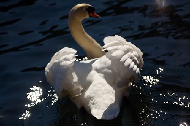 swan