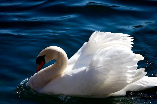 swan