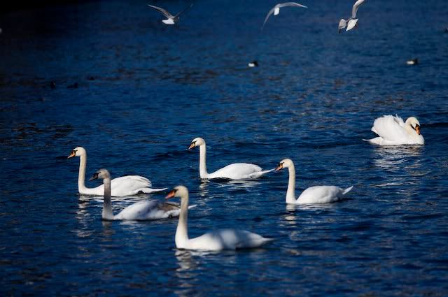 swan