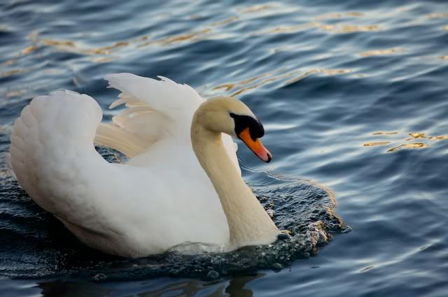 swan
