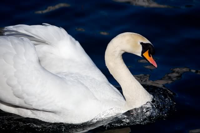 swan
